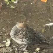は
