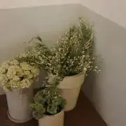 akrの画像