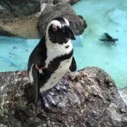 ☆penguin☆の画像