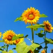 花農家の画像