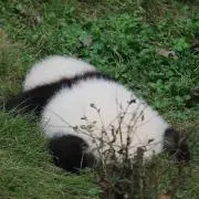 りよ