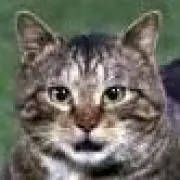 鉢