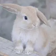 うさみ