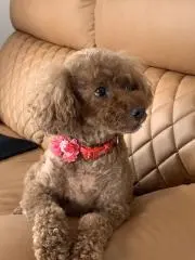 きんちゃんの画像