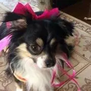 ショコママ