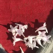 asmiの画像