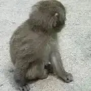 ありちいら。値下げ不可の画像