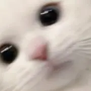 みゃん
