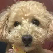 パチスロ 攻略マガジン 小役カウンター 希少品 入手困難 説明書