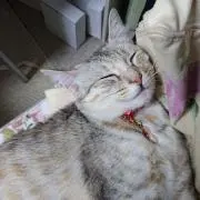 nyanko