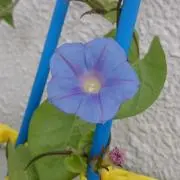 パセリ★の画像