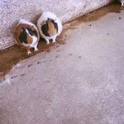 sa-
