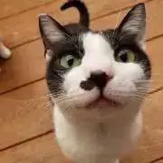 アロエ