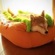たちばな (自己紹介読んで下さい)