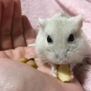 ハムちゃん大好きの画像