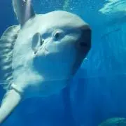 さくら