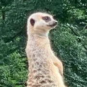 あちゅの画像