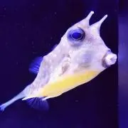 ともの画像