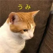 うみの画像