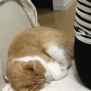 ミーの画像