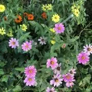 ラッティー⭐︎匿名配送の画像