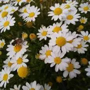 花風鈴❀.*