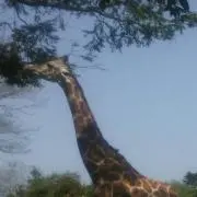 ラブティガーの画像