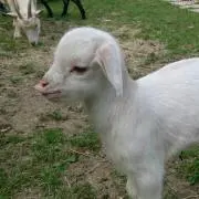 のむ