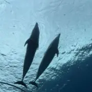 にこの画像