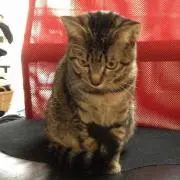 るー