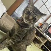 もりけんの画像