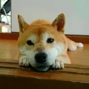 Saraの画像