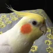 ピンキー