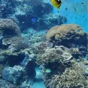 wakaの画像