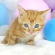 ニャンの画像