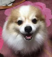シゲやん