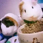 らいかの画像