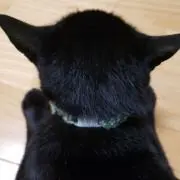ノアの画像