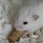 みかりん