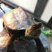 OFFSSTDの画像