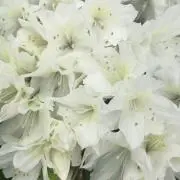 white flower