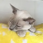 まるの画像