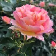 友禅/春のパンダまつり♡の画像