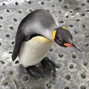 うりの画像
