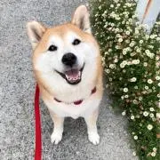 きなこ。