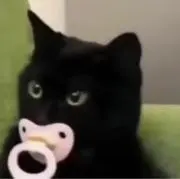 ハサの画像