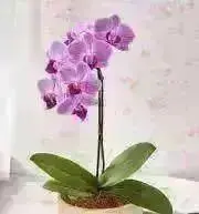 オーキデの画像