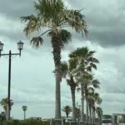 Makiの画像