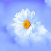 ひかりの画像