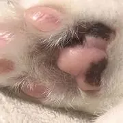 もちの画像